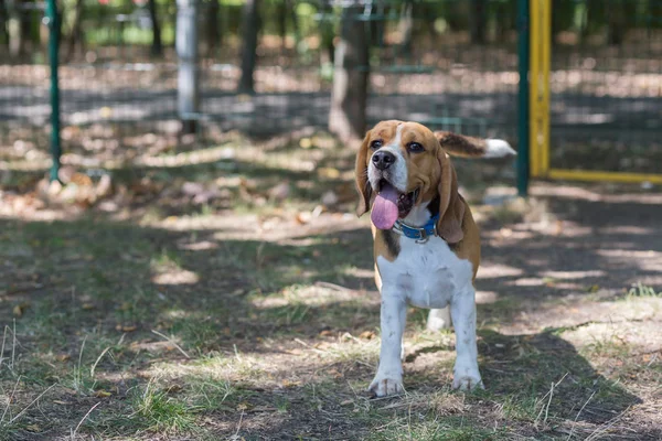İngilizce Beagle - renkli görüntü — Stok fotoğraf