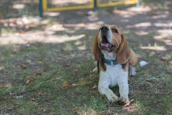 Inglês Beagle - Imagem de cor — Fotografia de Stock