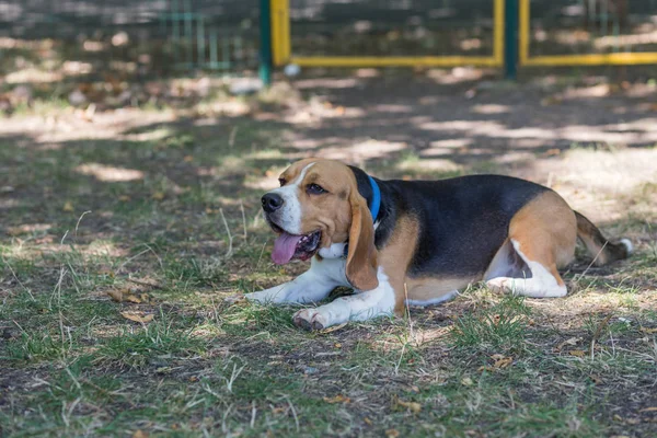 İngilizce Beagle - renkli görüntü — Stok fotoğraf