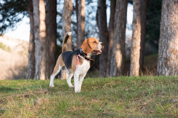 Inglês Beagle - Imagem de cor Imagens Royalty-Free