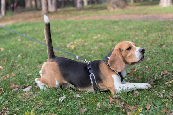 Anglicky Beagle - barevný obraz Stock Snímky