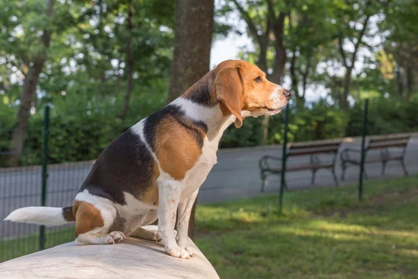 Inglês Beagle - Imagem de cor Fotografias De Stock Royalty-Free