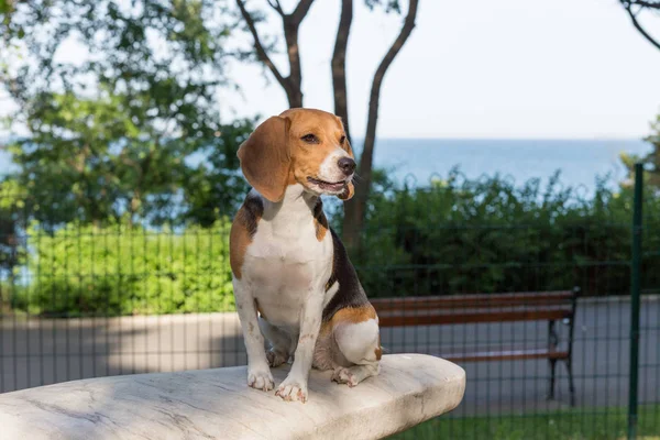 Inglês Beagle - Imagem de cor Imagem De Stock