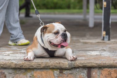 Evcil hayvanlar - renkli görüntü