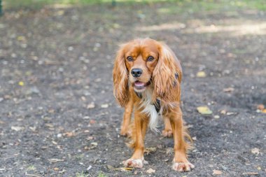 Evcil hayvanlar - renkli görüntü