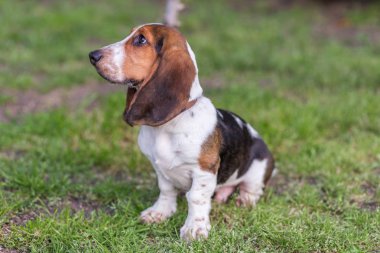 Evcil hayvanlar - renkli görüntü