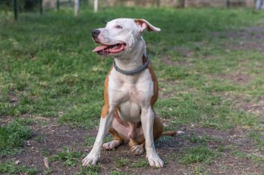 Evcil hayvanlar - renkli görüntü