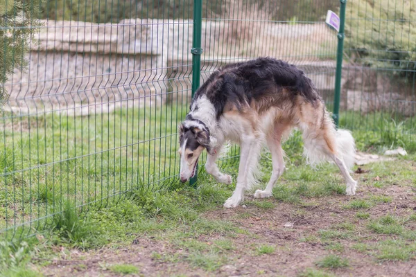 Haustiere - Farbbild — Stockfoto