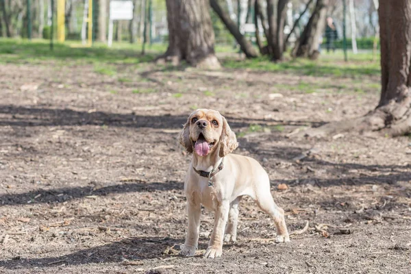 Haustiere - Farbbild — Stockfoto