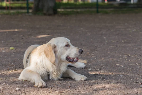 Domestic Animals - Color Image — Stock Photo, Image