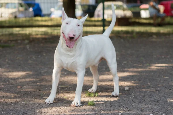 Domestic Animals - Color Image — Stock Photo, Image