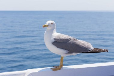 Beyaz kuş martı - renkli görüntü