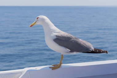 Beyaz kuş martı - renkli görüntü
