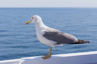 Beyaz kuş martı - renkli görüntü