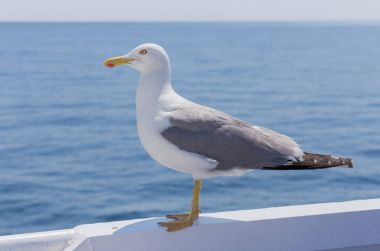 Beyaz kuş martı - renkli görüntü