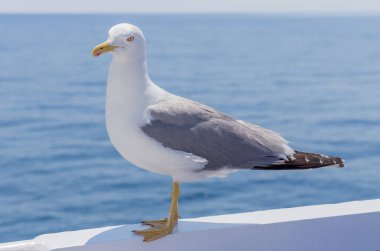 Beyaz kuş martı - renkli görüntü