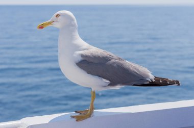 Beyaz kuş martı - renkli görüntü