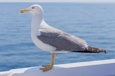 Beyaz kuş martı - renkli görüntü