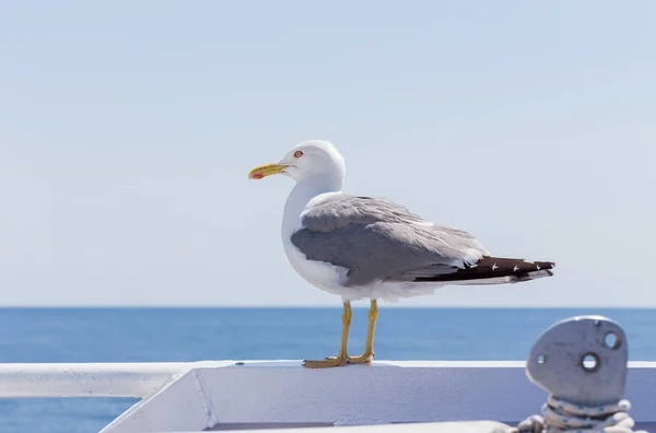 Mouette oiseau blanc - image couleur — Photo