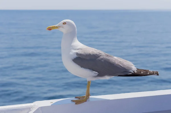 white bird seagull - color image