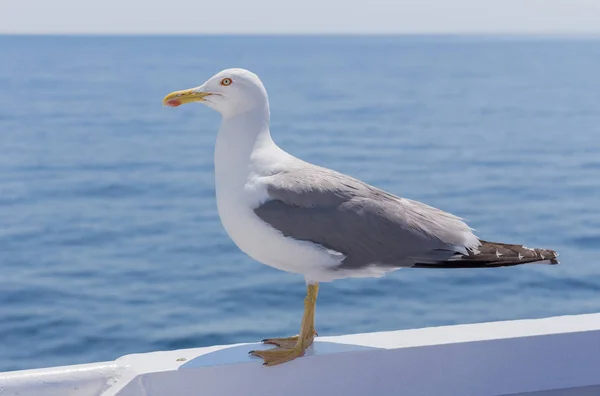 Witte vogel meeuw - kleurenafbeelding — Stockfoto