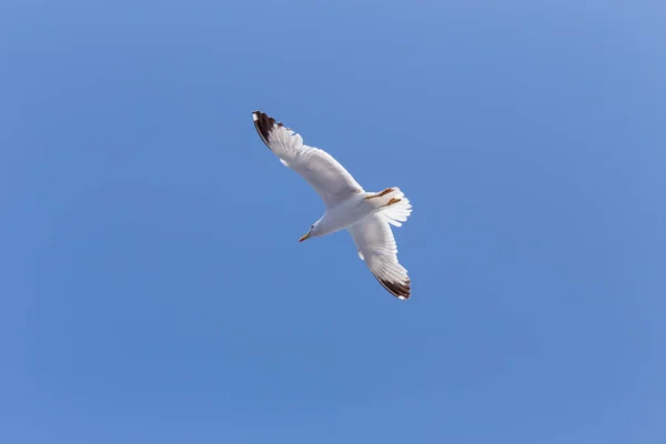 Seagull vliegen - kleurenafbeelding — Stockfoto