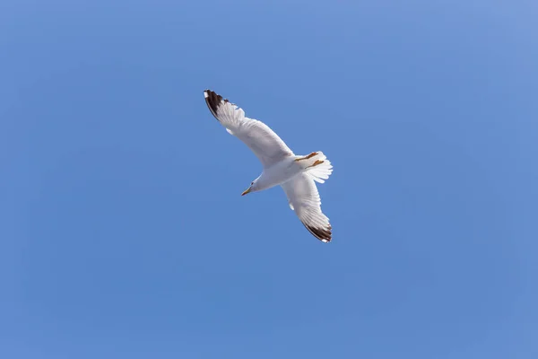 Gaviota volando - imagen en color Imagen De Stock