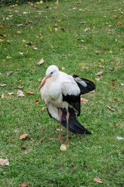 Küçük leylek çimenlerin üzerinde tek başına ayakta 