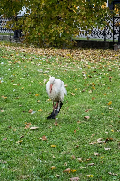 Little stork stands alone on the lawn — Stock Photo, Image