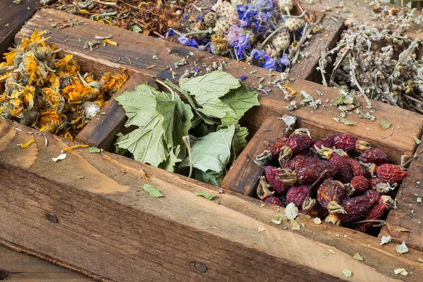 Сухое лекарственное растение в старой деревянной коробке — стоковое фото