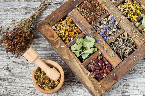 Planta medicinal seca en una vieja caja de madera —  Fotos de Stock