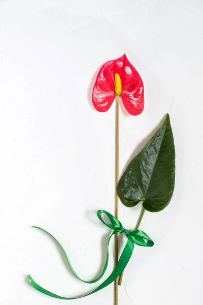 Anthurium flower and leaf on a white textured background