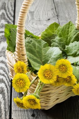 Tıbbi bitki coltsfoot (Tussilago farfara)  