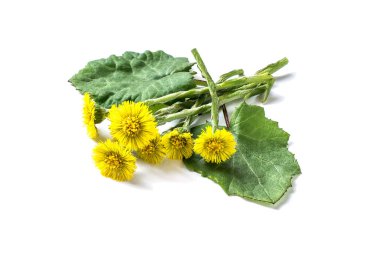 Tıbbi bitki coltsfoot (Tussilago farfara)  