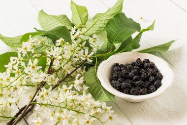 Tıbbi bitki kuş kiraz (Prunus padus)  