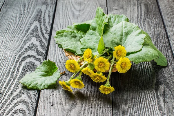 Tıbbi bitki coltsfoot (Tussilago farfara) — Stok fotoğraf