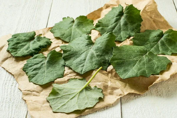 Листья лекарственного растения coltsfoot (Tussilago farfara ) — стоковое фото