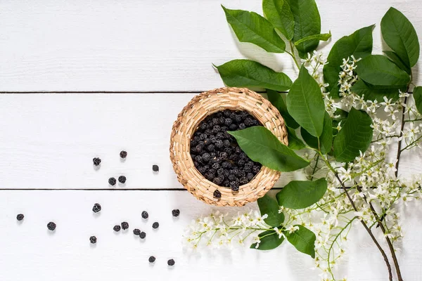 Cereja de pássaro de planta medicinal (Prunus padus ) — Fotografia de Stock