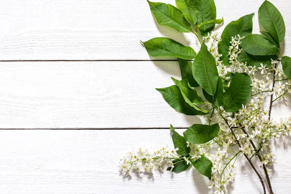 Flowering branch of bird cherry on a white wooden background — Stock Photo, Image