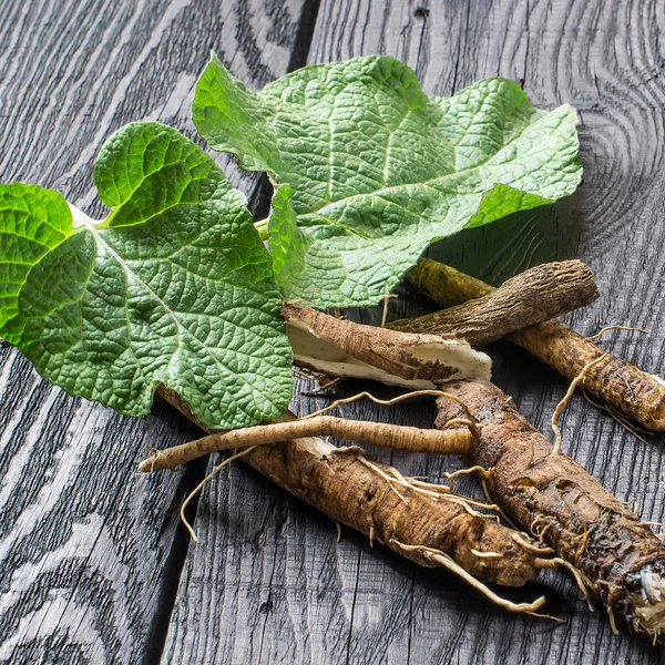 Medicinal plant burdock (Arctium lappa) on a dark wooden backgro