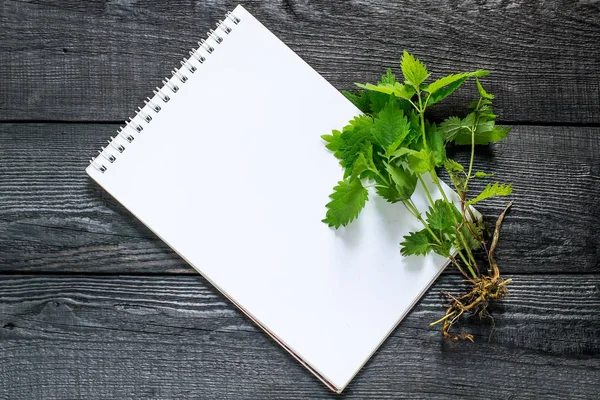 Medicinal plant nettle (Urtica dioica) and notebook — Stock Photo, Image