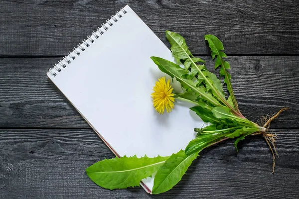 Medicinal plant dandelion (Taraxacum officinale) and notebook — Stock Photo, Image
