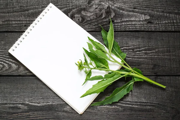 Medicinal plant Bunias orientalis and notebook — Stock Photo, Image