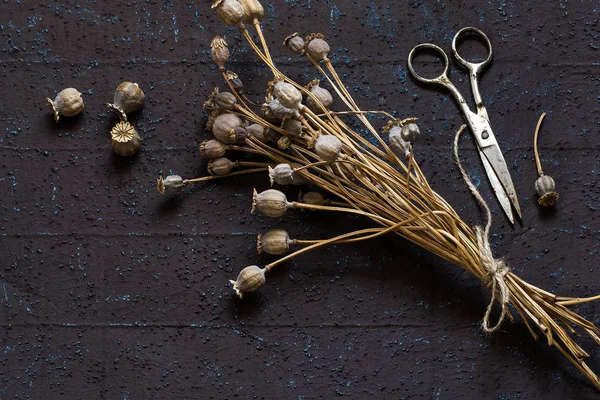 Dry poppy capsules with seeds — Stock Photo, Image