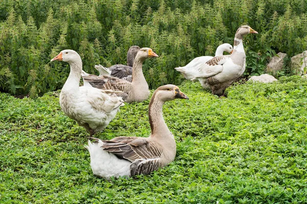 Gansos domésticos na fazenda de ganso da aldeia — Fotografia de Stock