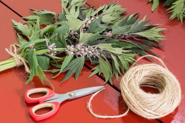 Motherwort (Leonurus cardiaca) paketlerde ambalajlayın bağlama 
