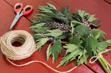 Motherwort (Leonurus cardiaca) paketlerde ambalajlayın bağlama 
