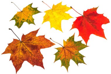 Sonbahar akçaağaç ile çeşitli boyama beyaz zemin üzerine bırakır. 