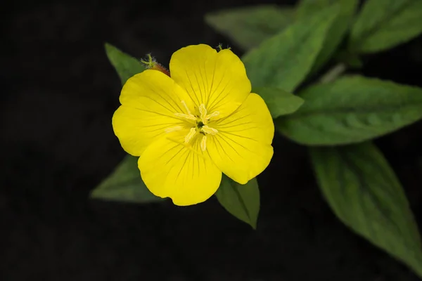 Ljust gul blomma av nattljus (oenothera) Närbild — Stockfoto