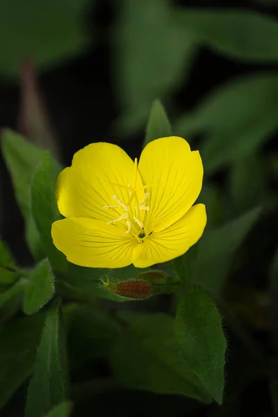 Zářivě žlutý květ pupalky (oenothera) detail — Stock fotografie